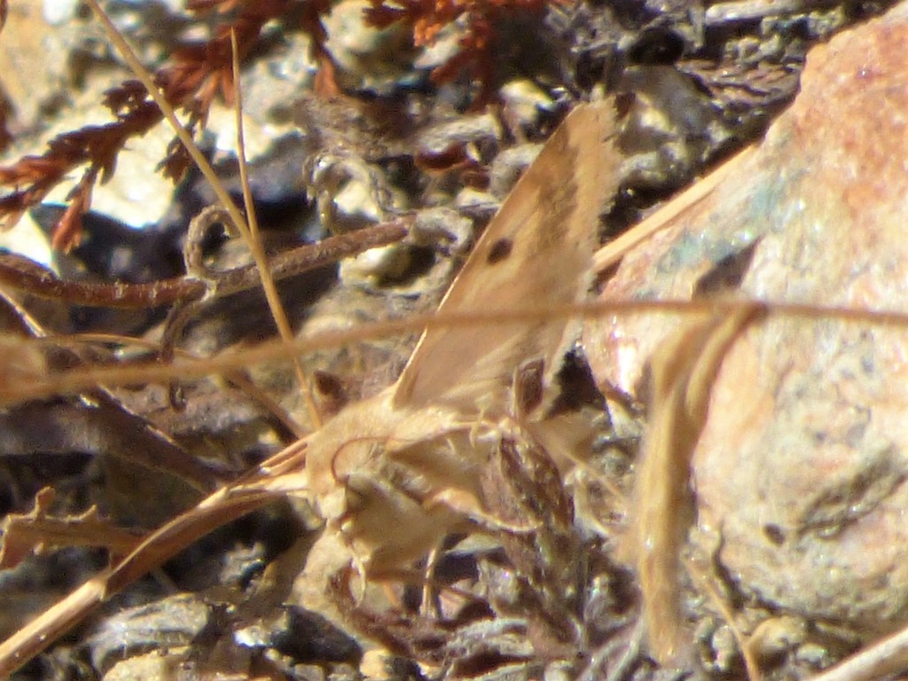 Falena da indentificare - Heliothis peltigera, Noctuidae